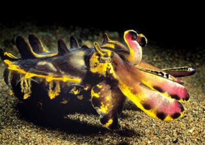 Tags Keywords: Flammende Sepia Pfeffers Prachtsepia Flamboyant cuttlefish Metasepia pfefferi Dumaguete Sulusee Philippinen Sulusea Philippines Sepia Kopffüßer Cuttlefish Krake Kalmar Salzwasser Salt water Arme Saugnäpfe Farbe wechseln Negros Insel Isle terramare NiedereTiere Marine Invertebrates Tintenschnecke acht eight Arm Arms Sand seicht Lagune Feuer bunt Fire niedere-tiere/molluske Description Description: jagende Pfeffers Prachtsepia / hunting Flamboyant cuttlefish / Metasepia pfefferi / Dumaguete, Sulusee, Philippinen / Dumaguete, Sulusea, Philippines Contact Creator: Uwe Rzeha Creator Email: uw@meereundmehr.de