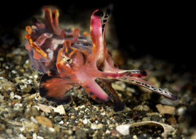 Tags Keywords: Flammende Sepia Pfeffers Prachtsepia Flamboyant cuttlefish Metasepia pfefferi Dumaguete Sulusee Philippinen Sulusea Philippines Sepia Kopffüßer Cuttlefish Krake Kalmar Salzwasser Salt water Arme Saugnäpfe Farbe wechseln Negros Insel Isle terramare NiedereTiere Marine Invertebrates Tintenschnecke acht eight Arm Arms Sand seicht Lagune Feuer bunt Fire niedere-tiere/molluske Description Description: jagende Pfeffers Prachtsepia / hunting Flamboyant cuttlefish / Metasepia pfefferi / Dumaguete, Sulusee, Philippinen / Dumaguete, Sulusea, Philippines Contact Creator: Uwe Rzeha Creator Email: uw@meereundmehr.de