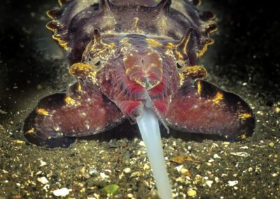 Tags Keywords: Flammende Sepia Pfeffers Prachtsepia Flamboyant cuttlefish Metasepia pfefferi Dumaguete Sulusee Philippinen Sulusea Philippines Sepia Kopffüßer Cuttlefish Krake Kalmar Salzwasser Salt water Arme Saugnäpfe Farbe wechseln Negros Insel Isle terramare NiedereTiere Marine Invertebrates Tintenschnecke acht eight Arm Arms Sand seicht Lagune Feuer bunt Fire niedere-tiere/molluske Description Description: jagende Pfeffers Prachtsepia / hunting Flamboyant cuttlefish / Metasepia pfefferi / Dumaguete, Sulusee, Philippinen / Dumaguete, Sulusea, Philippines Contact Creator: Uwe Rzeha Creator Email: uw@meereundmehr.de