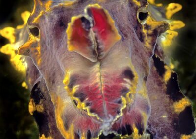 Tags Keywords: Flammende Sepia Pfeffers Prachtsepia Flamboyant cuttlefish Metasepia pfefferi Dumaguete Sulusee Philippinen Sulusea Philippines Sepia Kopffüßer Cuttlefish Krake Kalmar Salzwasser Salt water Arme Saugnäpfe Farbe wechseln Negros Insel Isle terramare NiedereTiere Marine Invertebrates Tintenschnecke acht eight Arm Arms Sand seicht Lagune Feuer bunt Fire niedere-tiere/molluske Description Description: jagende Pfeffers Prachtsepia / hunting Flamboyant cuttlefish / Metasepia pfefferi / Dumaguete, Sulusee, Philippinen / Dumaguete, Sulusea, Philippines Contact Creator: Uwe Rzeha Creator Email: uw@meereundmehr.de