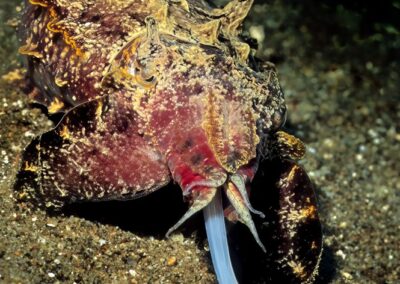 Tags Keywords: Flammende Sepia Pfeffers Prachtsepia Flamboyant cuttlefish Metasepia pfefferi Dumaguete Sulusee Philippinen Sulusea Philippines Sepia Kopffüßer Cuttlefish Krake Kalmar Salzwasser Salt water Arme Saugnäpfe Farbe wechseln Negros Insel Isle terramare NiedereTiere Marine Invertebrates Tintenschnecke acht eight Arm Arms Sand seicht Lagune Feuer bunt Fire niedere-tiere/molluske Description Description: jagende Pfeffers Prachtsepia / hunting Flamboyant cuttlefish / Metasepia pfefferi / Dumaguete, Sulusee, Philippinen / Dumaguete, Sulusea, Philippines Contact Creator: Uwe Rzeha Creator Email: uw@meereundmehr.de