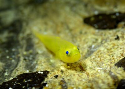 Tags Keywords: #naturfotografie #taucher #naturephotography #Phiippinen #nikonunderwater #naturschutz #sporttaucher #tiere #animal #meer #ocean #sealife #unterwasser #nikon #underwater #diving #divingphoto #Anilao #Manila #See #Schnecke #seaslug #nudibranch Description Description: Gelbe Zwerggrundel / Yellow pygmy goby / Lubricogobius exiguus / Anilao, Südchinesisches Meer, Philippinen / Anilao, South China Sea, Philippines Contact Creator: Uwe Rzeha Creator Email: uw@meereundmehr.de