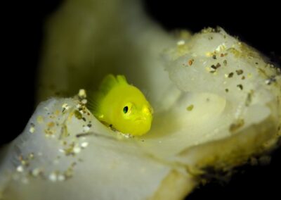 Tags Keywords: #naturfotografie #taucher #naturephotography #Phiippinen #nikonunderwater #naturschutz #sporttaucher #tiere #animal #meer #ocean #sealife #unterwasser #nikon #underwater #diving #divingphoto #Anilao #Manila #See #Schnecke #seaslug #nudibranch Description Description: Gelbe Zwerggrundel / Yellow pygmy goby / Lubricogobius exiguus / Anilao, Südchinesisches Meer, Philippinen / Anilao, South China Sea, Philippines Contact Creator: Uwe Rzeha Creator Email: uw@meereundmehr.de