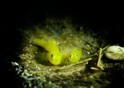Tags Keywords: #naturfotografie #taucher #naturephotography #Phiippinen #nikonunderwater #naturschutz #sporttaucher #tiere #animal #meer #ocean #sealife #unterwasser #nikon #underwater #diving #divingphoto #Anilao #Manila #See #Schnecke #seaslug #nudibranch Description Description: Gelbe Zwerggrundel / Yellow pygmy goby / Lubricogobius exiguus / Anilao, Südchinesisches Meer, Philippinen / Anilao, South China Sea, Philippines Contact Creator: Uwe Rzeha Creator Email: uw@meereundmehr.de