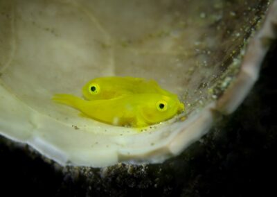 Tags Keywords: #naturfotografie #taucher #naturephotography #Phiippinen #nikonunderwater #naturschutz #sporttaucher #tiere #animal #meer #ocean #sealife #unterwasser #nikon #underwater #diving #divingphoto #Anilao #Manila #See #Schnecke #seaslug #nudibranch Description Description: Gelbe Zwerggrundel / Yellow pygmy goby / Lubricogobius exiguus / Anilao, Südchinesisches Meer, Philippinen / Anilao, South China Sea, Philippines Contact Creator: Uwe Rzeha Creator Email: uw@meereundmehr.de