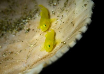 Tags Keywords: #naturfotografie #taucher #naturephotography #Phiippinen #nikonunderwater #naturschutz #sporttaucher #tiere #animal #meer #ocean #sealife #unterwasser #nikon #underwater #diving #divingphoto #Anilao #Manila #See #Schnecke #seaslug #nudibranch Description Description: Gelbe Zwerggrundel / Yellow pygmy goby / Lubricogobius exiguus / Anilao, Südchinesisches Meer, Philippinen / Anilao, South China Sea, Philippines Contact Creator: Uwe Rzeha Creator Email: uw@meereundmehr.de