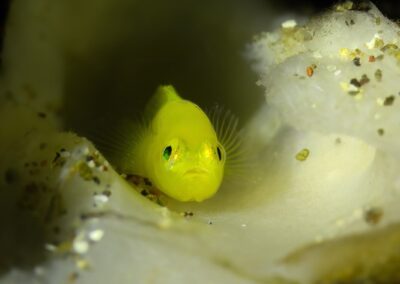 Tags Keywords: #naturfotografie #taucher #naturephotography #Phiippinen #nikonunderwater #naturschutz #sporttaucher #tiere #animal #meer #ocean #sealife #unterwasser #nikon #underwater #diving #divingphoto #Anilao #Manila #See #Schnecke #seaslug #nudibranch Description Description: Gelbe Zwerggrundel / Yellow pygmy goby / Lubricogobius exiguus / Anilao, Südchinesisches Meer, Philippinen / Anilao, South China Sea, Philippines Contact Creator: Uwe Rzeha Creator Email: uw@meereundmehr.de