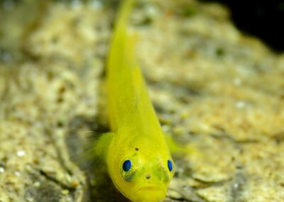 Tags Keywords: #naturfotografie #taucher #naturephotography #Phiippinen #nikonunderwater #naturschutz #sporttaucher #tiere #animal #meer #ocean #sealife #unterwasser #nikon #underwater #diving #divingphoto #Anilao #Manila #See #Schnecke #seaslug #nudibranch Description Description: Gelbe Zwerggrundel / Yellow pygmy goby / Lubricogobius exiguus / Anilao, Südchinesisches Meer, Philippinen / Anilao, South China Sea, Philippines Contact Creator: Uwe Rzeha Creator Email: uw@meereundmehr.de