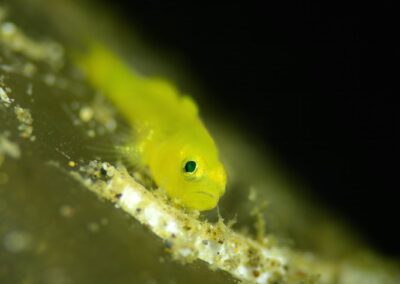 Tags Keywords: #naturfotografie #taucher #naturephotography #Phiippinen #nikonunderwater #naturschutz #sporttaucher #tiere #animal #meer #ocean #sealife #unterwasser #nikon #underwater #diving #divingphoto #Anilao #Manila #See #Schnecke #seaslug #nudibranch Description Description: Gelbe Zwerggrundel / Yellow pygmy goby / Lubricogobius exiguus / Anilao, Südchinesisches Meer, Philippinen / Anilao, South China Sea, Philippines Contact Creator: Uwe Rzeha Creator Email: uw@meereundmehr.de