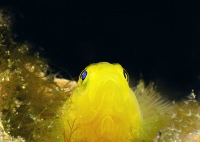 Tags Keywords: #naturfotografie #taucher #naturephotography #Phiippinen #nikonunderwater #naturschutz #sporttaucher #tiere #animal #meer #ocean #sealife #unterwasser #nikon #underwater #diving #divingphoto #Anilao #Manila #See #Schnecke #seaslug #nudibranch Description Description: Gelbe Zwerggrundel / Yellow pygmy goby / Lubricogobius exiguus / Anilao, Südchinesisches Meer, Philippinen / Anilao, South China Sea, Philippines Contact Creator: Uwe Rzeha Creator Email: uw@meereundmehr.de